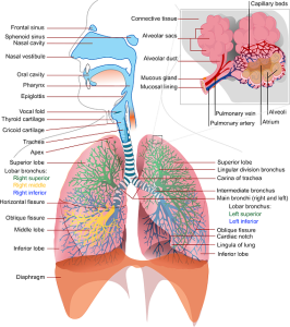 Illustration for article titled Penyakit Paru Paru Dan Jantung